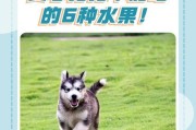 母狗怀孕期间适宜食用的水果（为宠物狗提供合适的营养保障）