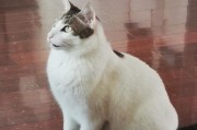 小猫杯状病毒的治疗及药物选择（探究小猫杯状病毒的特征和常见治疗方法）
