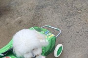 梅雨季节如何保养狗狗皮肤（宠爱毛孩，让他安心度过梅雨季节）