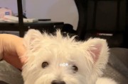 如何为你的西高地白梗美容（宠物美容的基本知识与技巧）