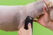 如何为猎狐老年犬提供特殊照顾？（关爱你的老伴侣，让它们健康快乐度晚年）
