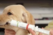 金毛犬便秘应该如何处理？（宠物健康不容忽视，详细了解金毛犬便秘原因及解决方法。）