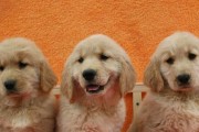 金毛犬母犬的繁殖时机（探讨金毛犬母犬的最佳交配时间及生育周期）
