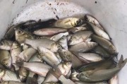 大点鲫的饲养全攻略（它们需要什么？如何照顾它们？大点鲫饲养秘籍揭秘！）
