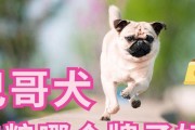巴哥幼犬喂食指南（如何给巴哥幼犬科学合理地喂食？）