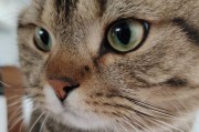 揭秘打了猫的头不吃东西的原因（探索猫咪行为中的奇异现象——拒食症）