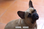 狗狗长了黑色素瘤怎么办？狗狗黑色素瘤的治疗方法