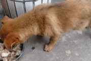 狗狗养护需要注意的做法（狗狗的健康重于一切，避免这些害处）