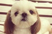 如何正确清洗和护理你的宠物狗？（从洗澡到保健，掌握这些要点让你的狗狗更健康）