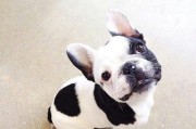 如何为您的斗牛犬提供适当的营养补充（让您的爱犬健康成长）