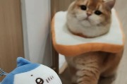 任小猫乱抓乱拱挠问题的解决方法（让你的宠物成为温顺的猫咪）