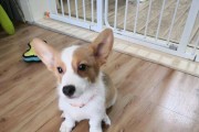 如何让你的柯基犬变得勇敢（教你如何训练胆小的柯基犬，让它成为勇敢的宠物）