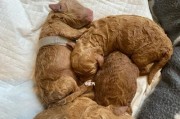 泰迪犬毛色的奇幻之旅（探索泰迪犬从出生到成年的多变毛色之谜）