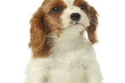 查理士王小猎犬的饲养方法（如何养活一只快乐健康的查理士王小猎犬）
