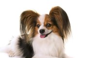 如何正确地给蝴蝶犬修剪毛（一步步教你打理宠物的毛发）