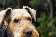 如何训练新学员的圣伯纳犬（成为优秀主人的必备指南）