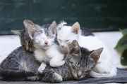 遇到流浪猫了可以怎么办？本文给你一些小意见