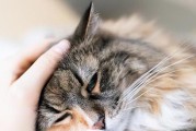 揭秘猫咪睡觉一直抽搐的原因（猫咪睡觉抽搐该如何处理？）