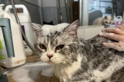 给猫咪洗澡的最佳选择（探索适合猫咪的洗澡方式）