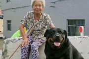 罗威纳犬梳毛技巧（让你的爱犬美如天仙）