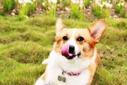 柯基犬家庭必备小药箱——做好宠物健康的守护者（15种常用药品，让你的柯基犬健康无忧）