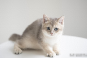 为什么猫咪会给自己舔毛？猫咪频繁舔毛要排毛？