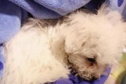 怀孕的比熊犬的饮食指南（宠物主人必看！怀孕的比熊犬吃什么比较好？）