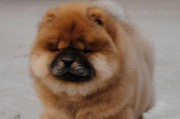 为什么选择最佳训练方法是养宠物松狮犬的关键？（掌握最佳训练方法，让松狮犬成为您最好的伙伴）