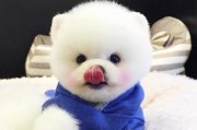 茶杯犬（了解茶杯犬的性格和习性，轻松养护你的小宠物）