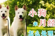小狗经期持续多久（了解小狗经期的周期及持续时间，）