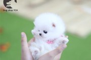 博美幼犬纠错训练全攻略（宠物爱好者必备，从纠错开始的幼犬训练指南）