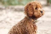 贵宾犬流眼泪的原因剖析（探究贵宾犬不断流泪的根源，帮助宠物健康成长）