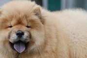 教导如何避免松狮犬咬人（宠物养护必备，养狗不可忽视的重要事项）