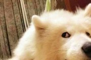 萨摩耶毛发变黄的原因及解决方法（宠物主人必读，让爱犬毛发恢复光泽）