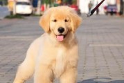 如何合理喂养金毛幼犬？（每次喂食应注意的细节）