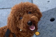泰迪智商相当于多少岁的小孩？（揭秘泰迪智商等同于人类智商的年龄段）