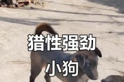 五个月大的小狗需要多少睡眠？（揭秘五个月小狗的睡眠需求及影响因素）