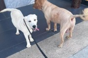 狗狗训练的最佳时期（从幼犬到成年犬，训练的最佳时间是什么？）