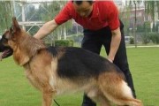 如何确保你的德国牧羊犬健康（以宠物为主的健康维护方法）