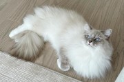 25斤大布偶猫的日常生活（探秘大布偶猫的食物、活动、性格等特征）