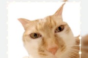 猫咪为何如此粘人？（探索猫咪追随人类的原因）