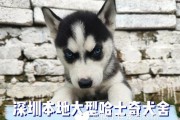 哈士奇全阶段喂养攻略（了解哈士奇饮食需求，让它健康快乐成长）