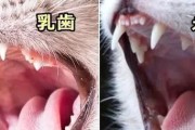 猫咪换牙的时间和症状（了解猫咪换牙的周期及相关表现）
