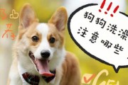 夏季狗狗的饮食注意事项（宠物家长必读，夏季喂养狗狗这些事项一定要知道！）
