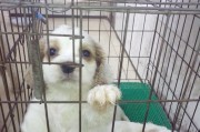 探秘查理王小猎犬成长奇迹（从出生到成年，探究查理王小猎犬的生长速度）