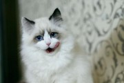 猫咪掉毛问题的解决方法（缺乏微量元素是造成猫咪掉毛的主要原因）