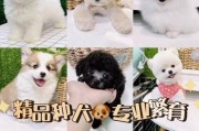 养一只萨摩耶的费用有多高？（一月开销大不大？如何合理规划？）