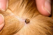 常见的狗狗寄生虫有哪些？（了解狗狗寄生虫，保护宠物健康）
