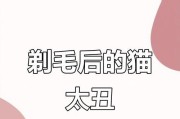 猫毛剃了需要多久才能长出来？（剃毛后的猫需要多久才能恢复满毛？）