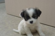 如何护理蝴蝶犬的眼睛（关注犬种特点，避免常见问题）
